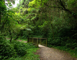 Adorable wood bridge standing on the trail hidden in the forest, in Shuangxi, New Taipei City, Taiwan.