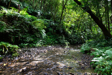 Sunshine go through the woods shine on lovely stream, in Shuangxi, New Taipei City, Taiwan.