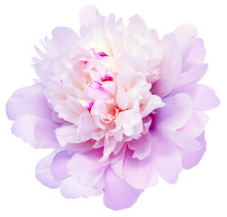 Peony flower  on  isolated background. Closeup. For design. Transparent background.  Nature.