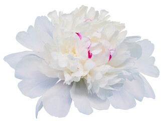 White  Peony flower  on  isolated background. Closeup. For design. Transparent background.  Nature.