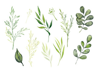 Watercolor set of greenery and herbs isolated on white background. Botanical illustration of forest plants. Large set for design and decoration