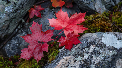 Red maple leaves on stone moss