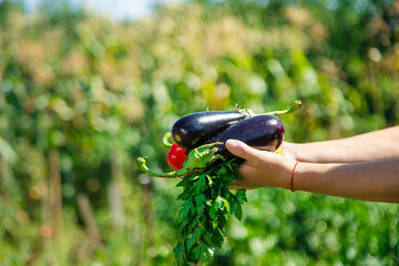 A woman is harvesting vegetables in the garden. Selective focus.