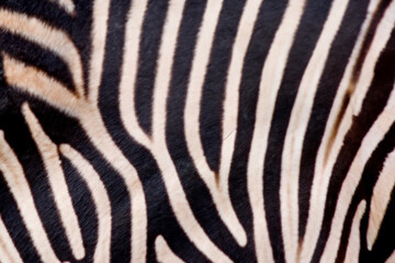 zebra background. black white stripes zebra close up, animal concept