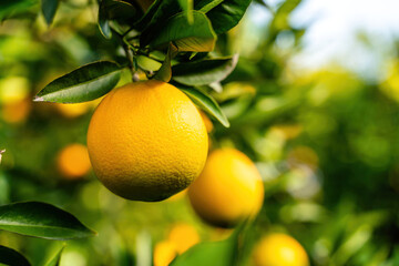 View of the Orange Garden, summer background. Farming content. A picturesque day and a gorgeous scene. Wonderful wallpaper image. Discover the beauty of the world