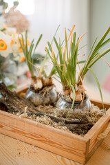 Green plant bulbs in a wooden box