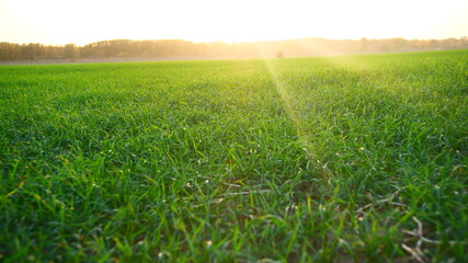 A vibrant sunset casts its warm glow upon the grassy meadow, painting a breathtaking tapestry of colors that herald the end of the day and the beauty of nature's twilight embrace