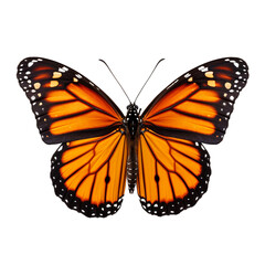 Monarch Butterfly on a transparent background