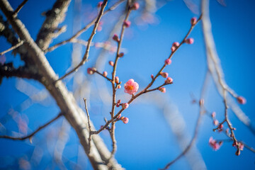 咲き始めの梅の花