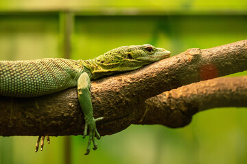 ミドリホソオオトカゲ
