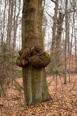Narośl (choroby) drzew liściastych - buka