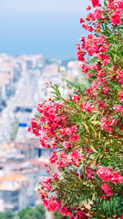 Pink blossoms set against the city backdrop, offering a serene contrast between nature and urban life