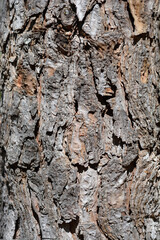 Italian stone pine bark detail
