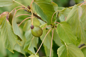 Handkerchief tree branch with fruit