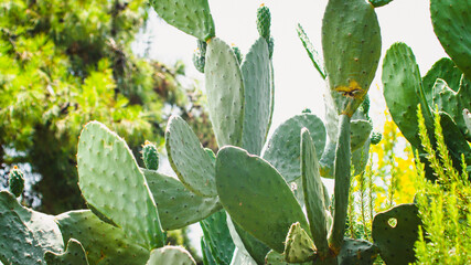 The image showcases the impressive expanse of flat cactus leaves, their unique geometry and texture...