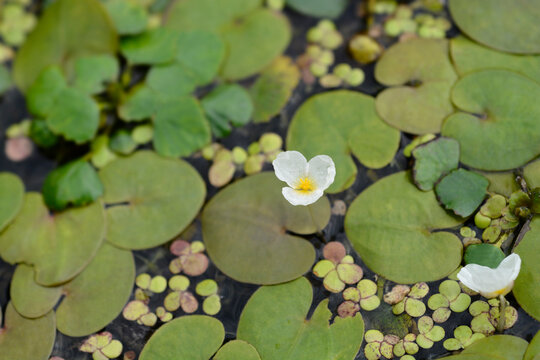 European frogbit flower and leaves