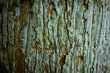 texture of wood