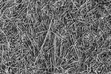 fall gray lying pine needles season background, autumn nature black and white texture of a ground,...