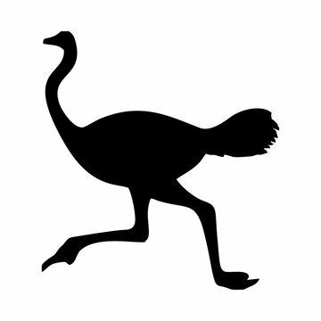 silhouette of a standing ostrich