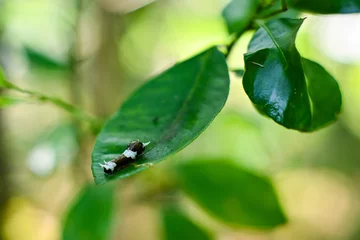 Gordijnen The pupa lands on a leaf © StanleyRevaldo
