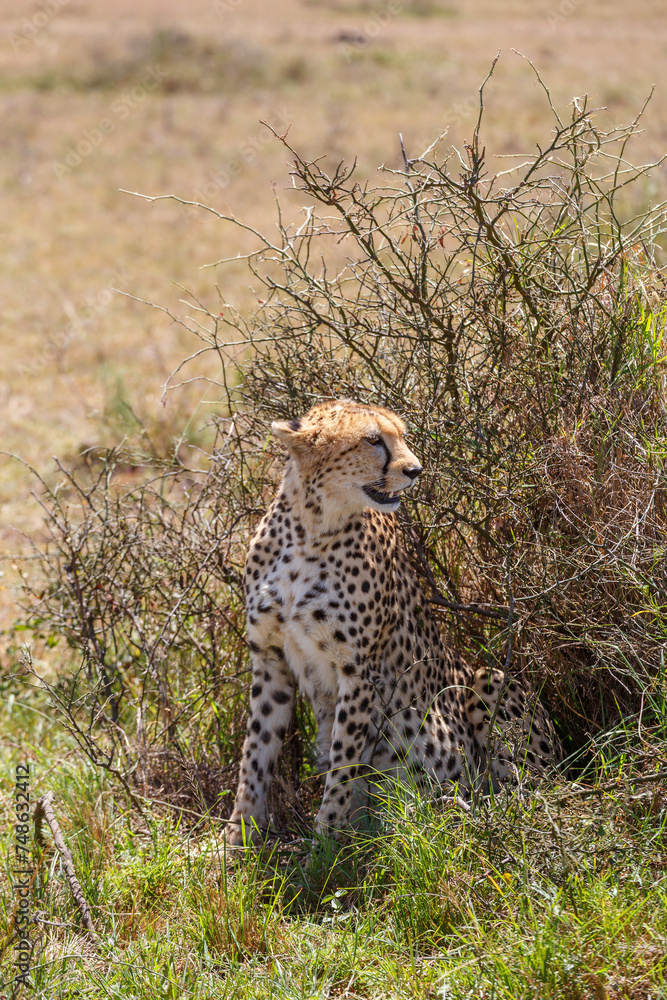 Canvas Prints Cheetah looking back at the savannah