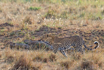 Fototapeta na wymiar Leopard walking in the grass on the african savanna