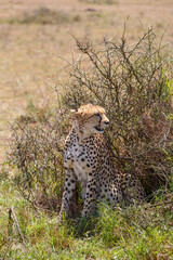 Cheetah looking back at the savannah