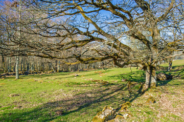Old Oak tree on a green meadow in early spring