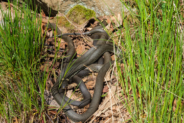 Group with Grass snakes curled up on the ground