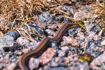 Slow worm crawling on the ground