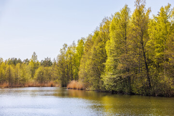 Lake with budding trees by a lake at springtime