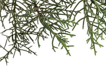 Branch of green thuja on a white background