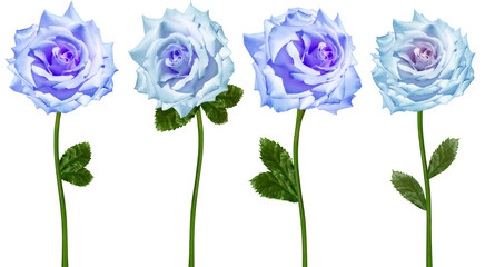 Set   roses  flowers   on  isolated background with clipping path. Closeup. For design. Transparent background.  Nature. 