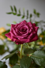 Red Rose