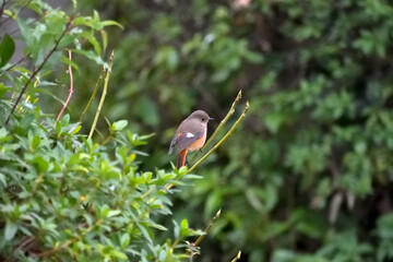 枝にとまって餌をさがしている雌のジョウビタキ