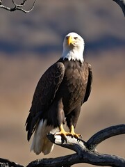 Obraz premium Bald eagle in three piece