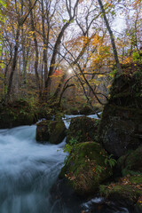 Obraz premium 日本 青森県十和田市、十和田湖の子ノ口から焼山まで続く奥入瀬渓流の飛金の流れと紅葉