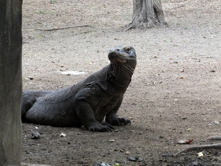 Komodo Dragon National Park Indonesia Asia Reptile 