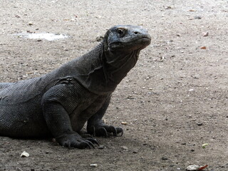 Komodo Dragon looking at the camera close up Komodo National Park Indonesia Asia