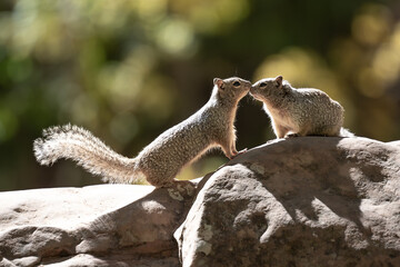 Two tiny squirrels perched on a rock near trees