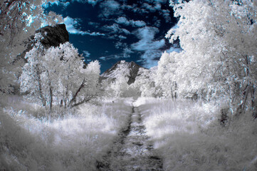 A tranquil scene showing a path winding through a forest with an infrared effect, giving it a...