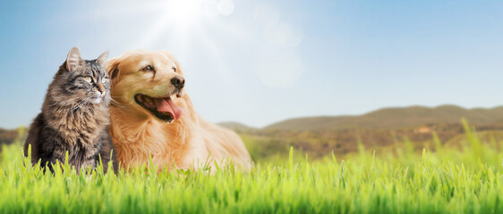 Happy pets spending time outdoors - Powered by Adobe