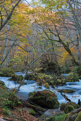 日本　青森県十和田市、十和田湖の子ノ口から焼山まで続く奥入瀬渓流の石ヶ戸の瀬と紅葉