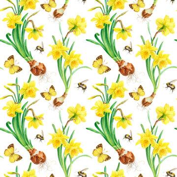 Watercolor seamless pattern of yellow daffodils in botanical style. Spring flowers, butterfly. bumblebee on a white background.