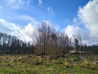 A group of bare trees growing among patches of grass and water, on a sunny day with blue sky and clouds. 