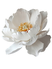 big white flower isolated PNG, very beautiful