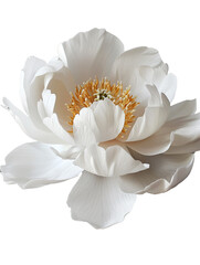 big white flower isolated PNG, very beautiful