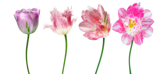 Set  flowers tulips  on  isolated background.   For design. Closeup.  Transparent background.   ...