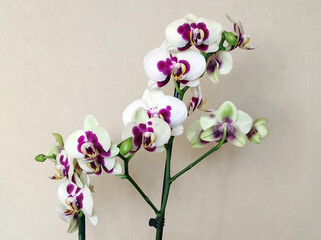 blooming phalaenopsis orchid in flower pot