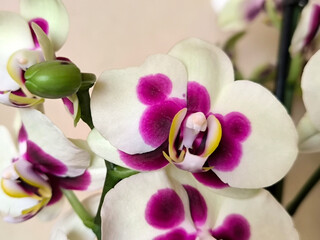 blooming phalaenopsis orchid in flower pot
